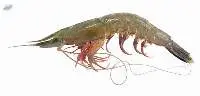 Premium Deep Sea PUD Shrimp Export Quality