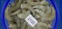 Vannamei Shrimp