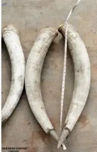 31"-35" Paired Cowhorn