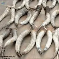XXL Paired Cow Horns