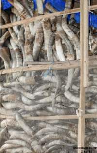 White Cow Horns