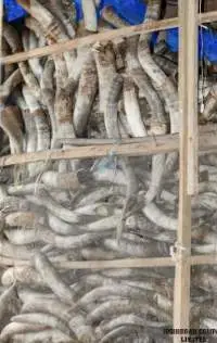 White Cow Horns