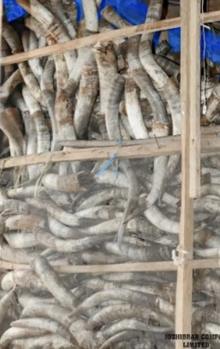 White Cow Horns