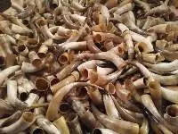 Cow Horn
