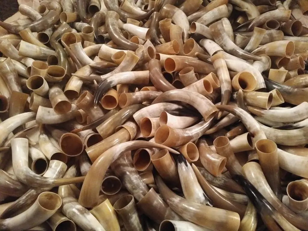 Cow Horn