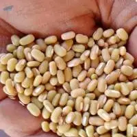Bamboo Beans