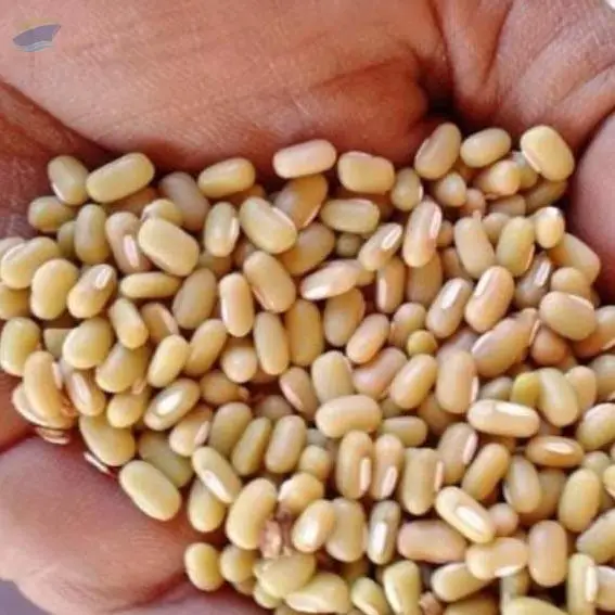 Bamboo Beans