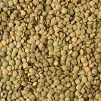 Green Lentils
