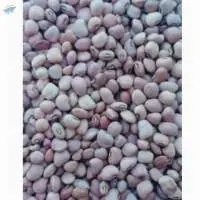 Pink Cowpeas Mada 2020