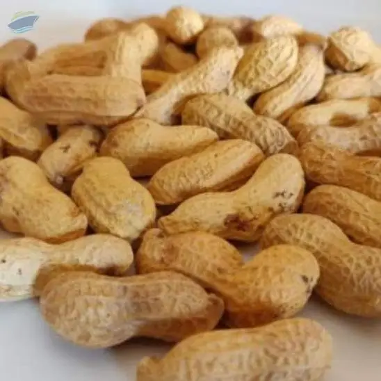Shelled Peanuts