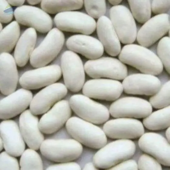 White Kidney Beans