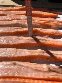 Salmon Belly