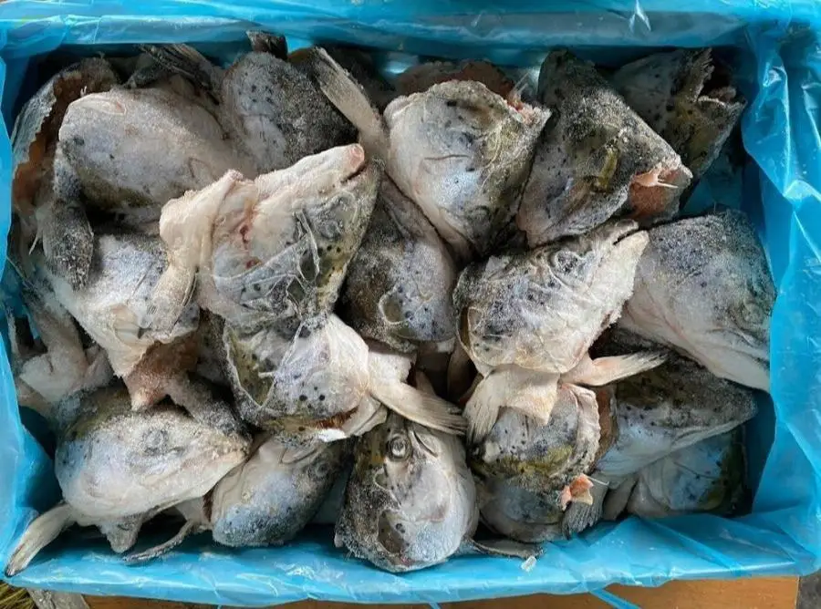 Salmon Head