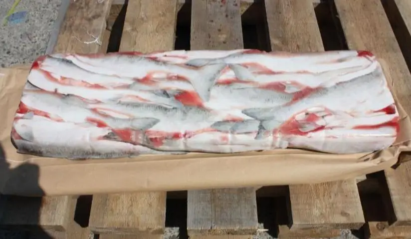 Pink Salmon