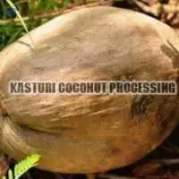 Fresh Husked Mature Coconut