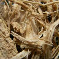 Pfaffia Paniculata Powder
