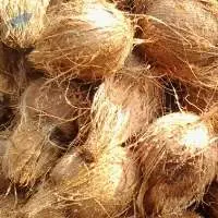 Semi Husked Coconut