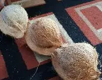 Semi Husked Coconut