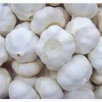 White Garlic