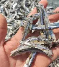Dried Anchovy Fish