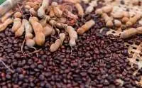 Tamarind Seeds