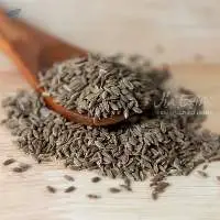 Dill Seeds