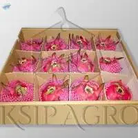 Red Dragon Fruit