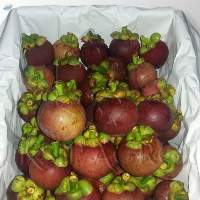 Mangosteen