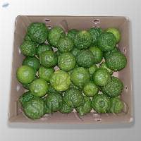 Kaffir Lime