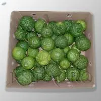 Kaffir Lime