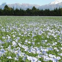 Organic And Conventional Linseed