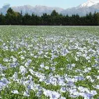 Organic And Conventional Linseed