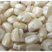 White Corn