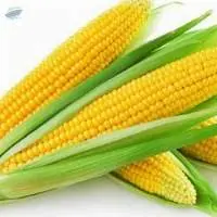 Yellow Corn