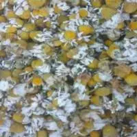 Chamomile Dry Flowers Export Grade