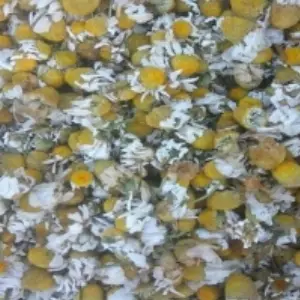 Chamomile Dry Flowers Export Grade