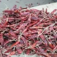 Premium Dark Red Color Dry Red Chilly S17