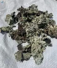 Black Stone Flower (Kalpasi)