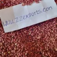 Peanut, Groundnut
