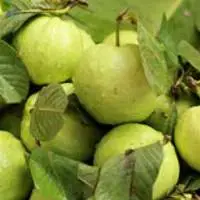 Guava