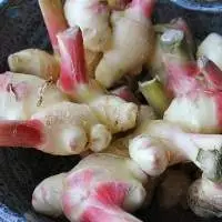 Fresh Young Ginger