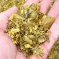Corn Silage