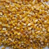 Yellow Corn Food polenta