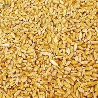 Durum Wheat