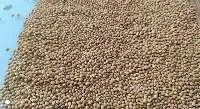Millet Gluten Free
