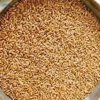 Wheat (food grade, for human)