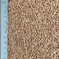 Buckwheat