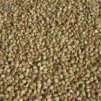 Buckwheat green
