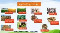 Fertilizer, Feed & Fodder