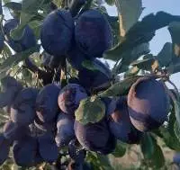 Fresh Plums